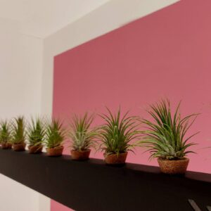 Svítidlo OleV zelený Tillandsia